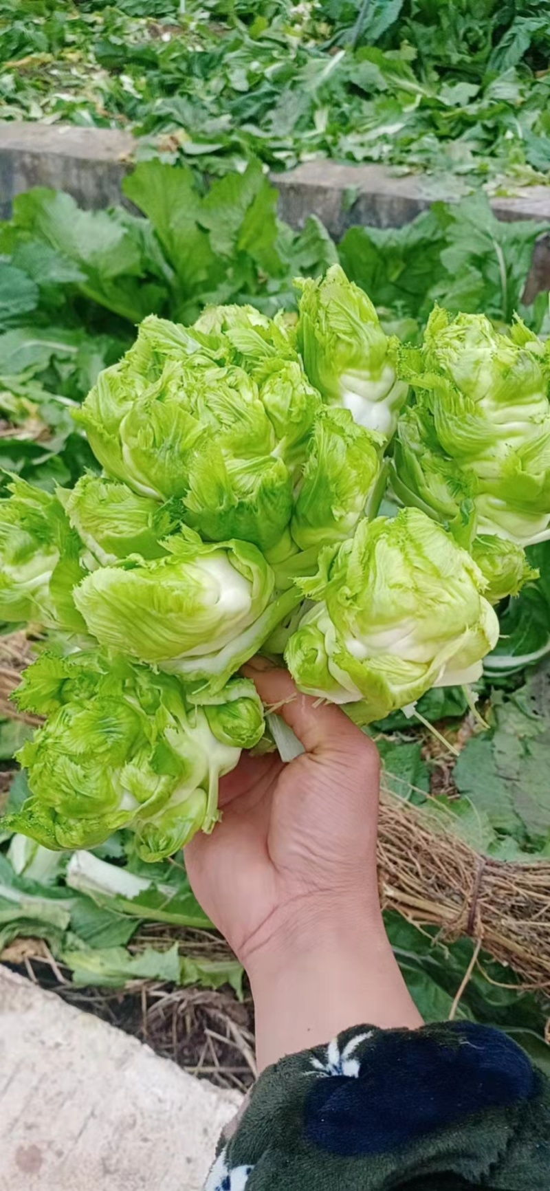 【牛商推荐】品质儿菜产地直销大量上市诚信商家