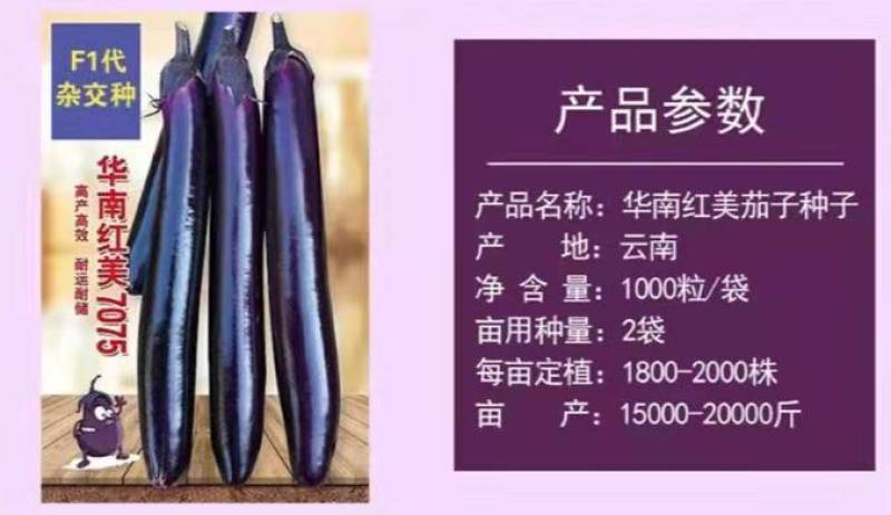 茄子种子华南红美7075紫红长茄种子抗病高产光亮顺直