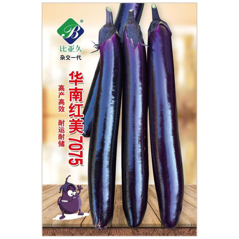 茄子种子华南红美7075紫红长茄种子抗病高产光亮顺直
