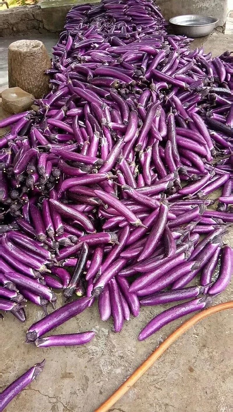 茄子种子福禧红丰抗病紫红长茄种子粗棒型紫红亮丽高产长茄