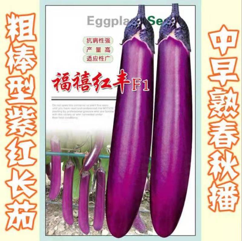 茄子种子福禧红丰抗病紫红长茄种子粗棒型紫红亮丽高产长茄
