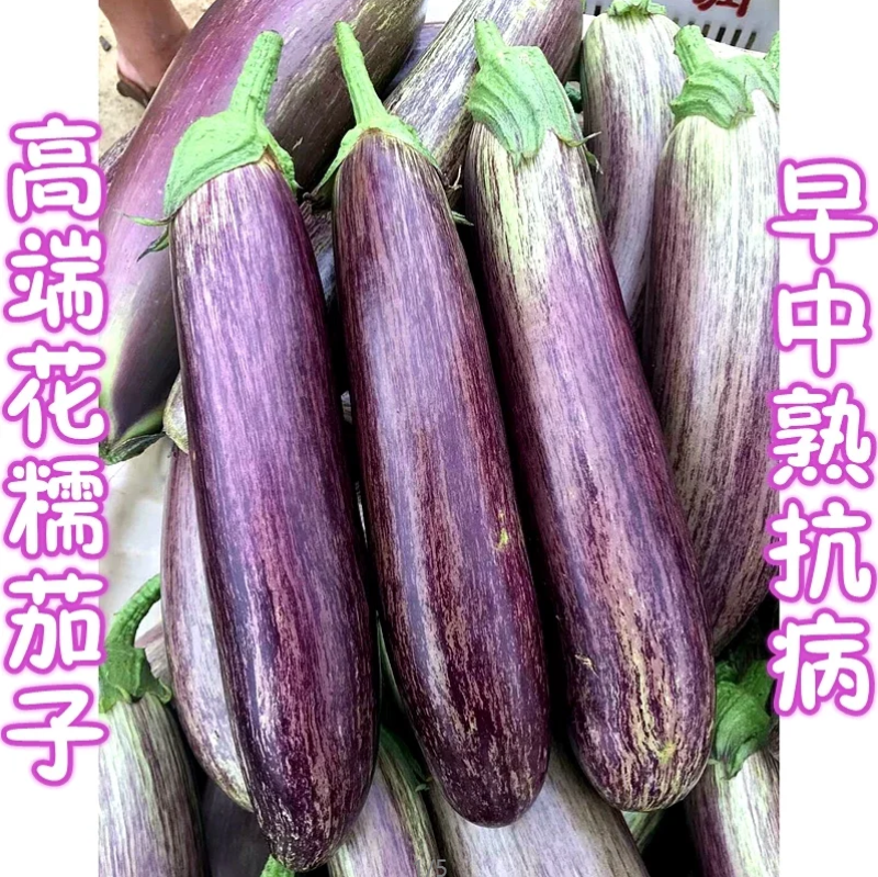 茄子种子紫荆花1号花糯茄子种子耐免疫病黄萎病长约30厘米