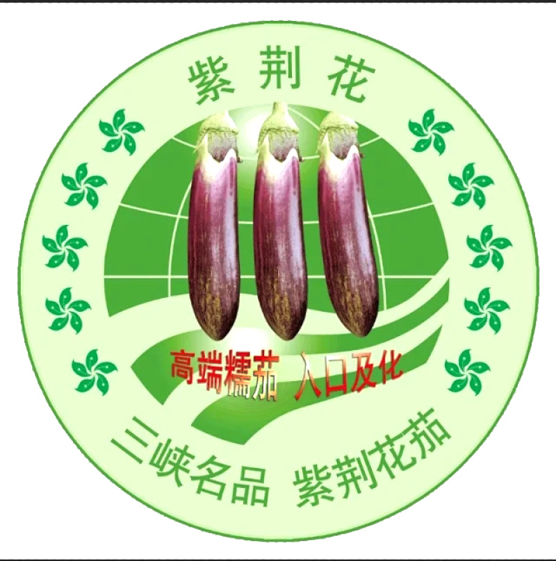 茄子种子紫荆花1号花糯茄子种子耐免疫病黄萎病长约30厘米