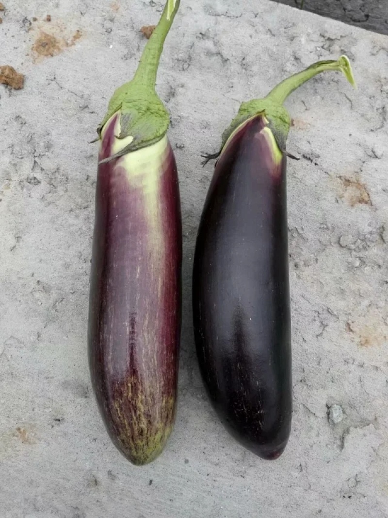 茄子种子紫荆花1号花糯茄子种子耐免疫病黄萎病长约30厘米
