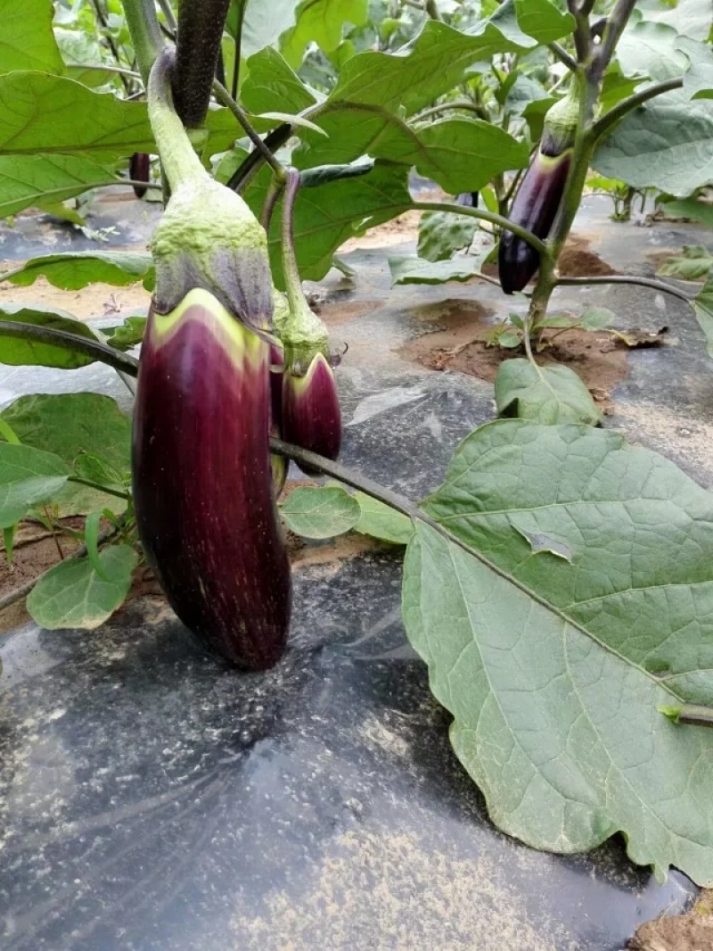 茄子种子紫荆花1号花糯茄子种子耐免疫病黄萎病长约30厘米