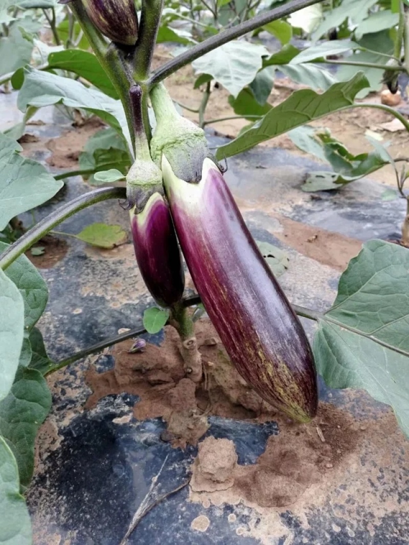 茄子种子紫荆花1号花糯茄子种子耐免疫病黄萎病长约30厘米