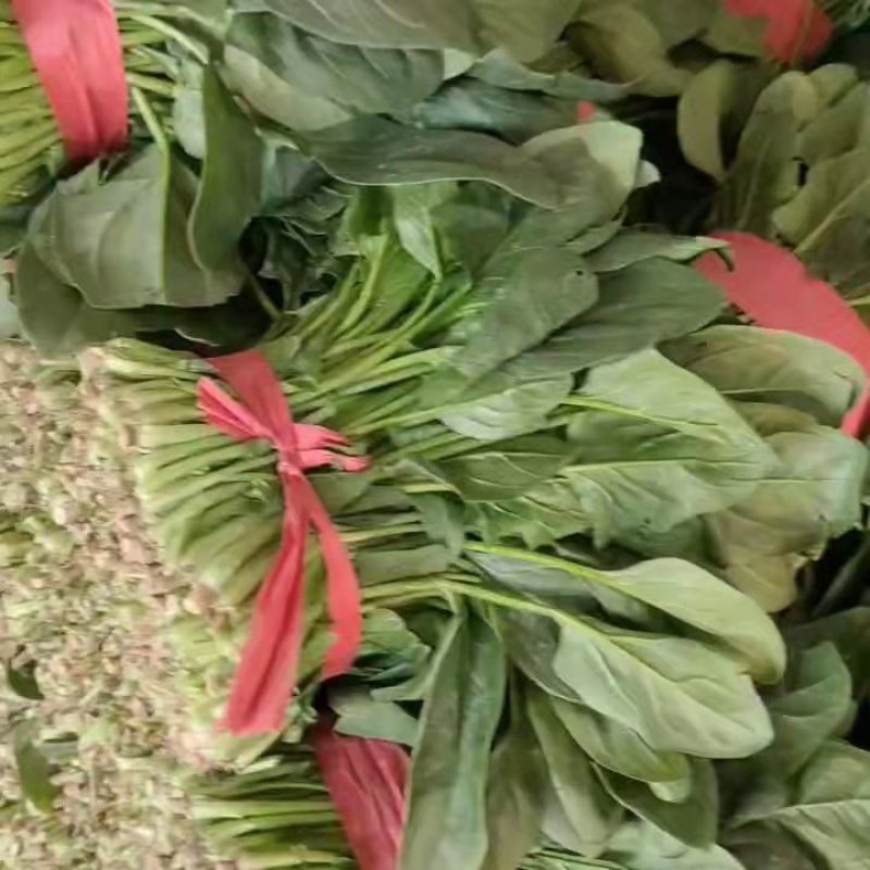 菠菜大量上市中量大从优基地直销欢迎进店咨询采购