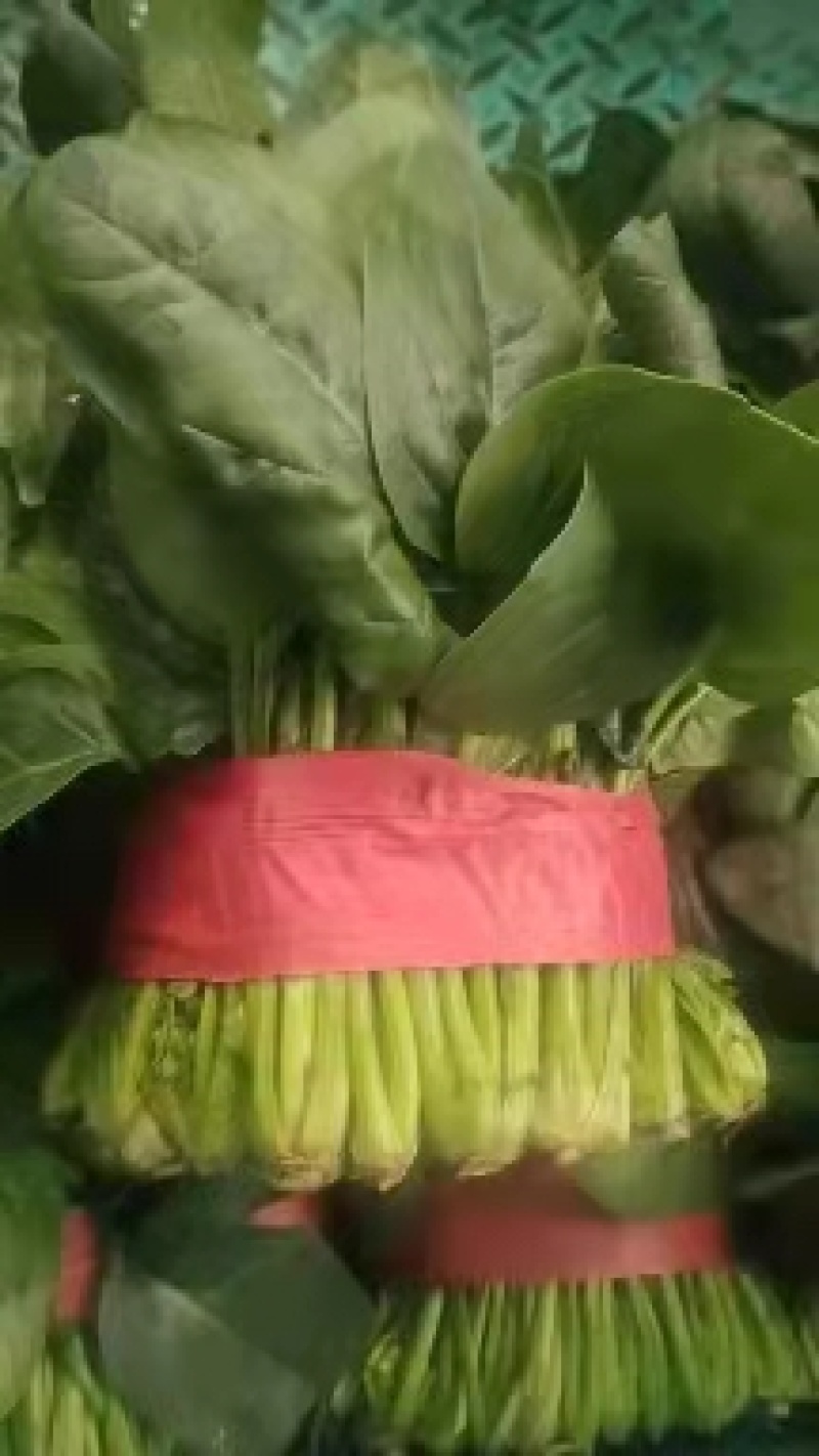 菠菜大量上市中量大从优基地直销欢迎进店咨询采购