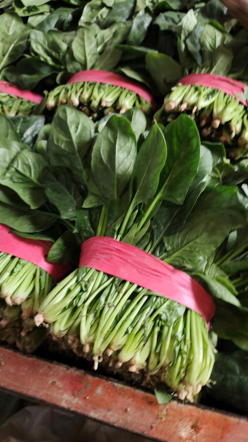 菠菜大量上市中量大从优基地直销欢迎进店咨询采购