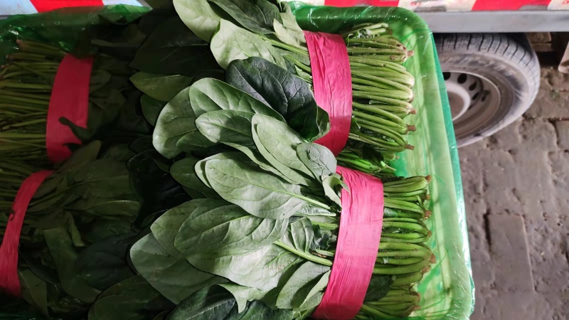 菠菜大量上市中量大从优基地直销欢迎进店咨询采购