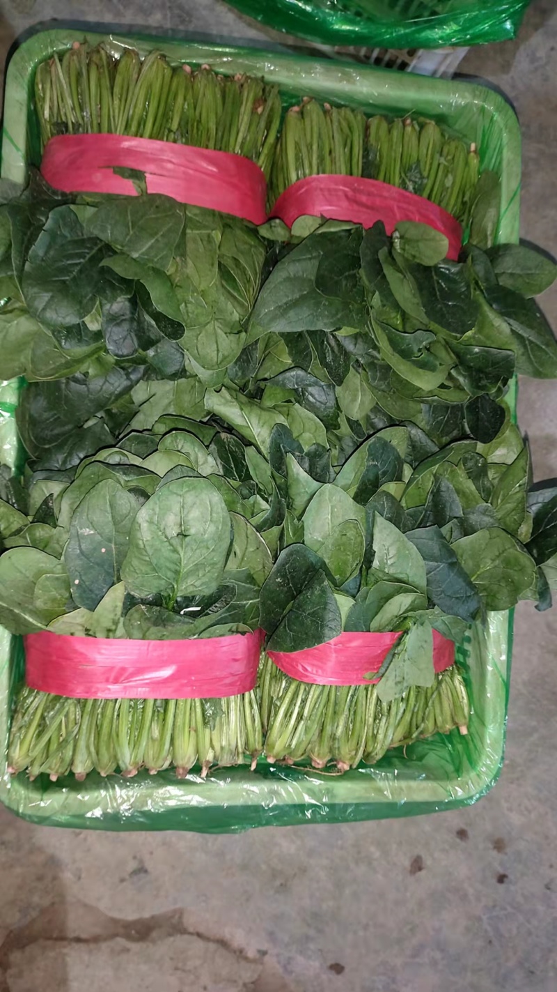 菠菜大量上市中量大从优基地直销欢迎进店咨询采购