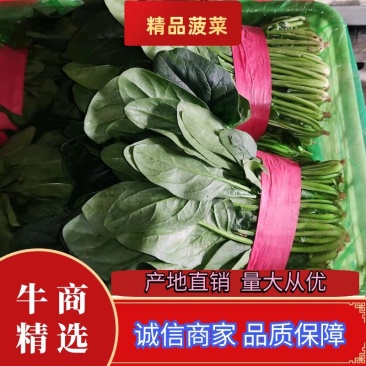 菠菜大量上市中量大从优基地直销欢迎进店咨询采购