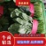 菠菜大量上市中量大从优基地直销欢迎进店咨询采购