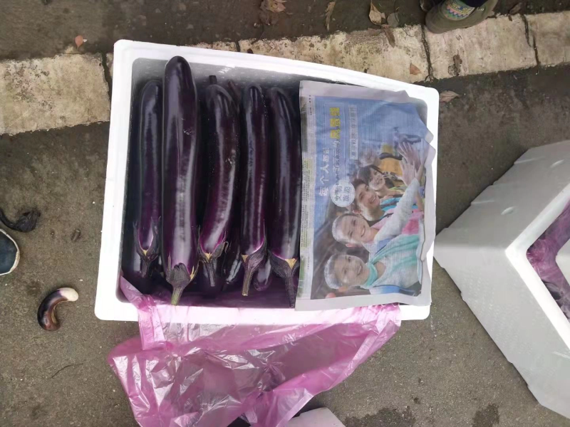 品质紫光长茄大量供应实地看货欢迎选购诚信经营