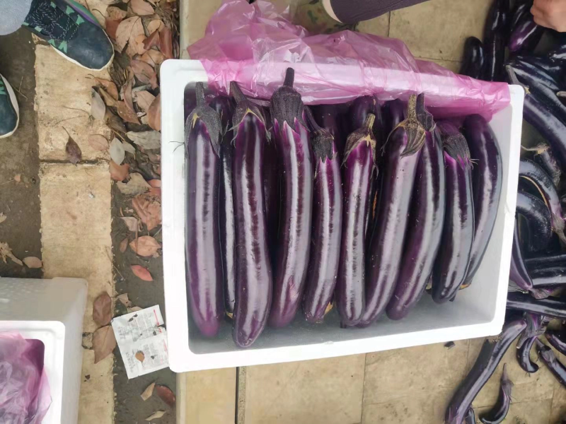 品质紫光长茄大量供应实地看货欢迎选购诚信经营