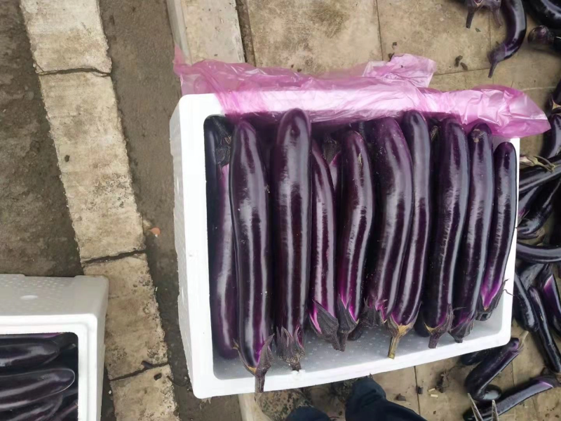 品质紫光长茄大量供应实地看货欢迎选购诚信经营