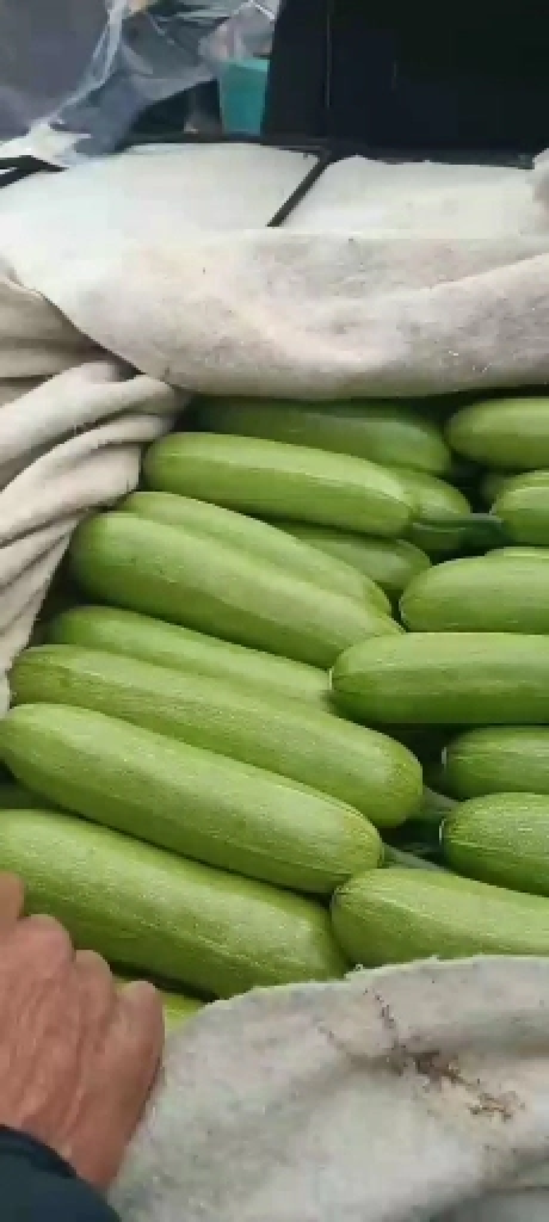 【精品推荐】西葫芦产地直销一手货源量大从优