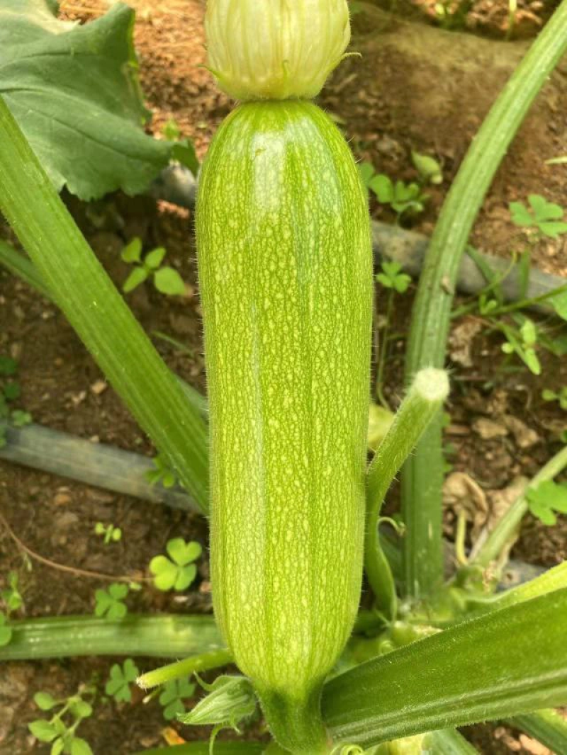 【精品推荐】西葫芦产地直销一手货源量大从优