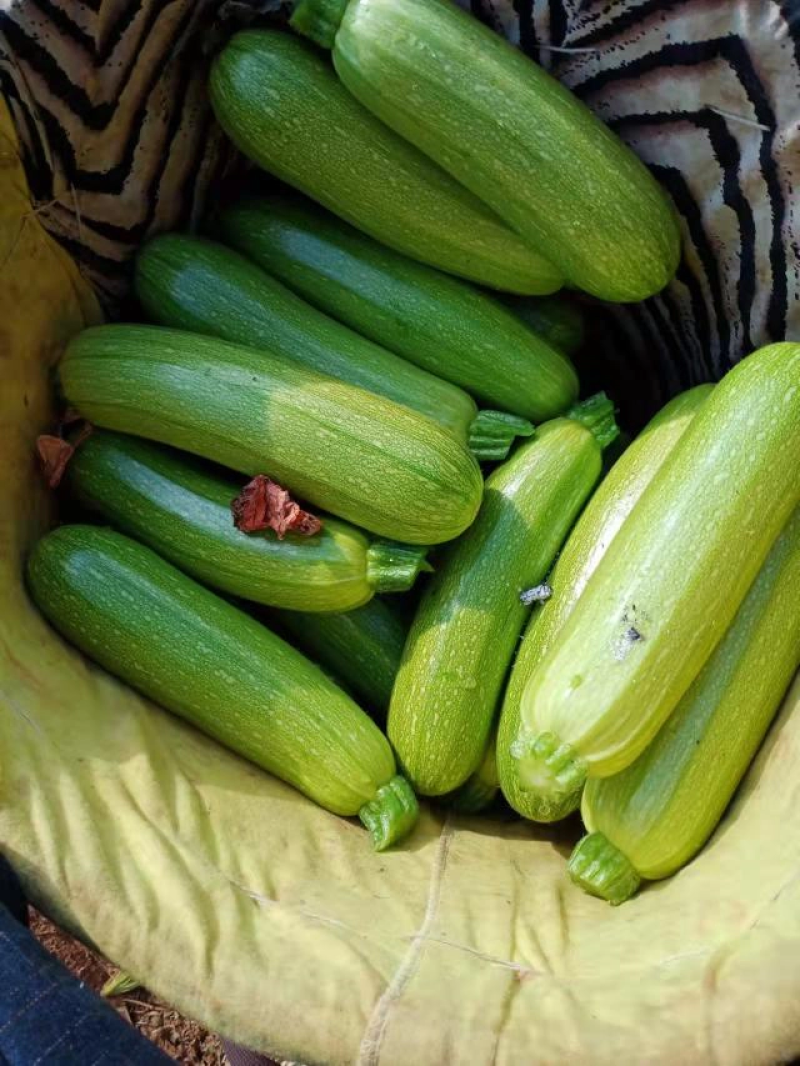 【精品推荐】西葫芦产地直销一手货源量大从优