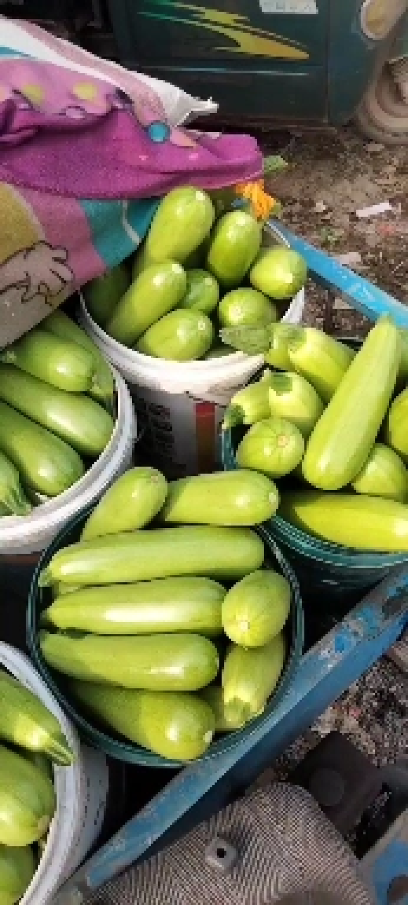 【精品推荐】西葫芦产地直销一手货源量大从优