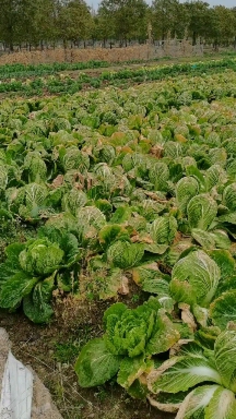精品黄心白菜四川白菜大量供应欢迎选购品质保证