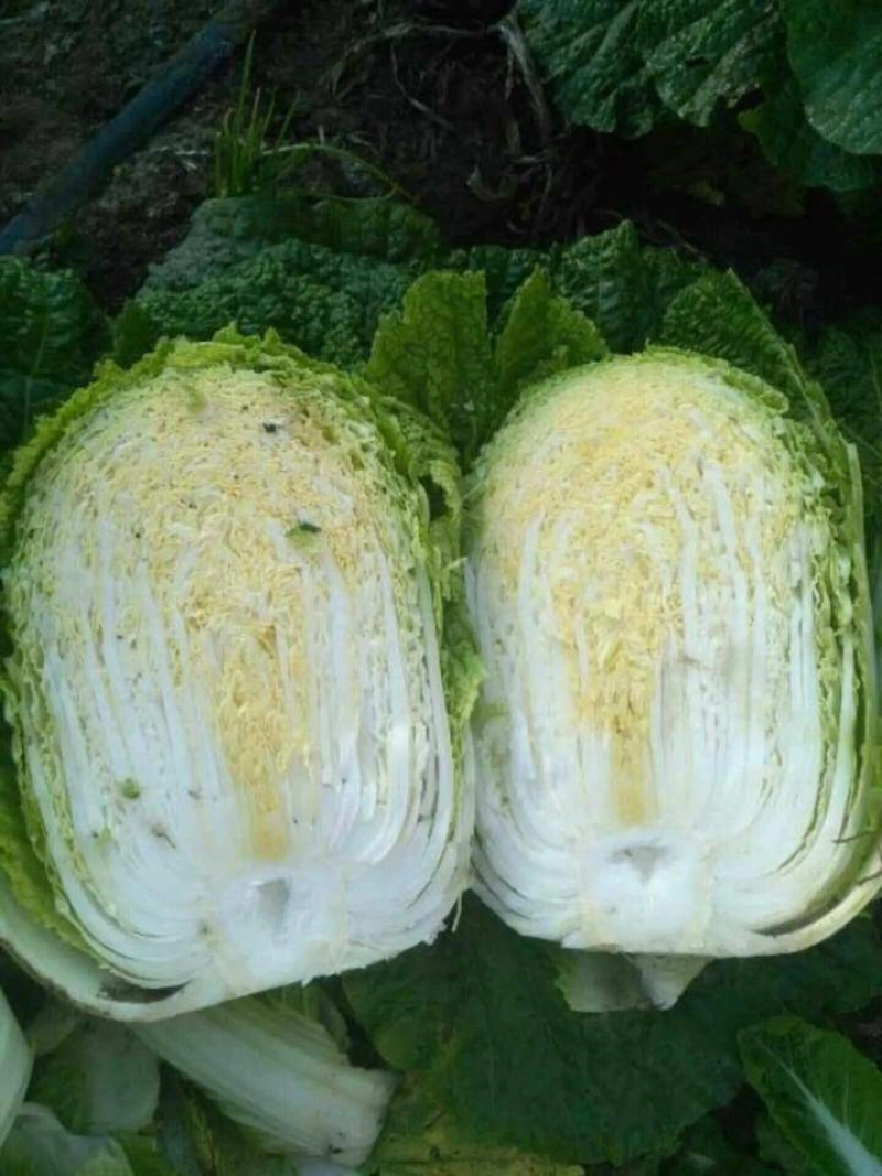 精品黄心白菜四川白菜大量供应欢迎选购品质保证