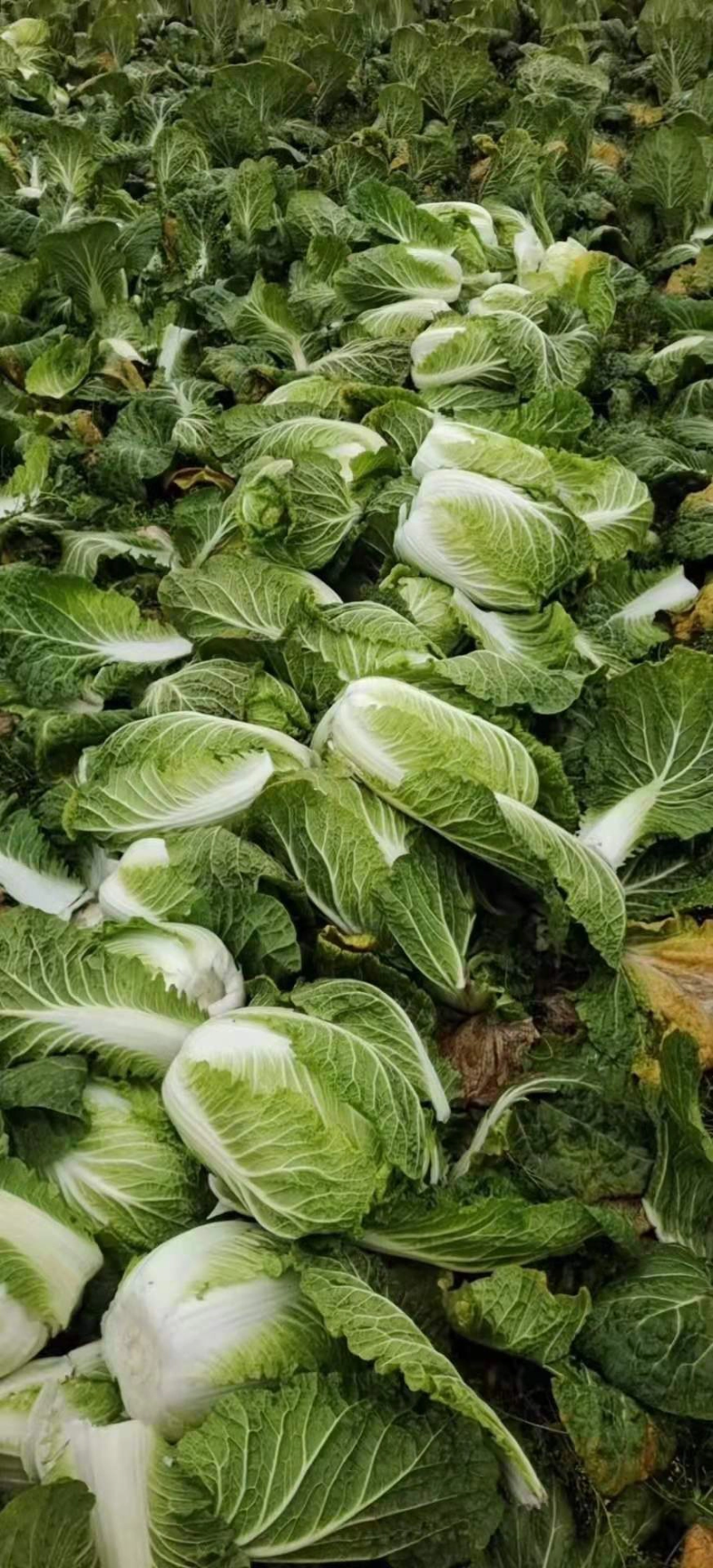 精品黄心白菜四川白菜大量供应欢迎选购品质保证
