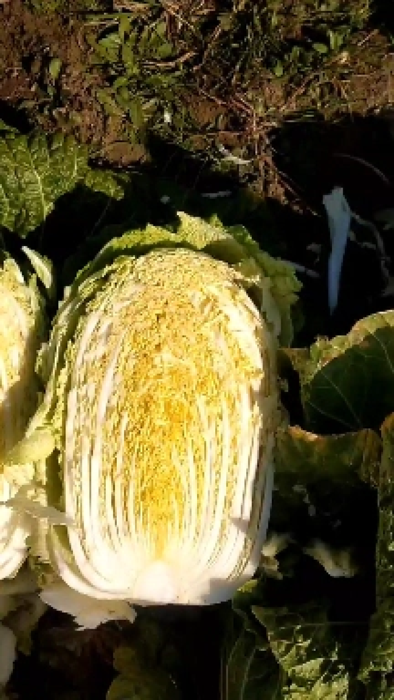 精品黄心白菜四川白菜大量供应欢迎选购品质保证