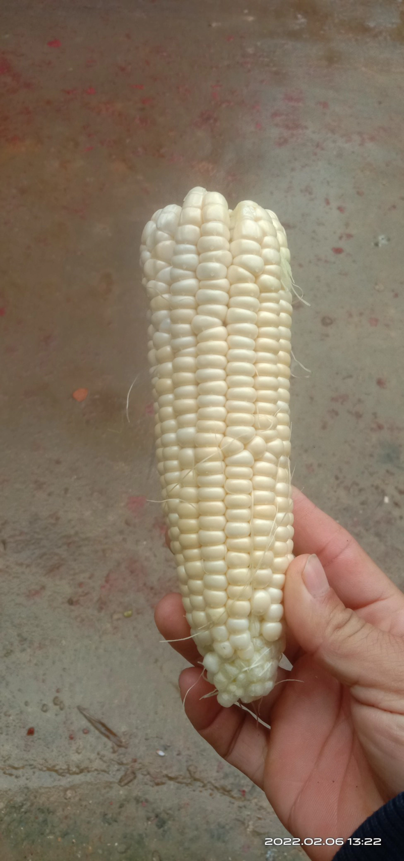 【精品推荐】糯玉米玉米大量上市货好价可优欢迎咨询