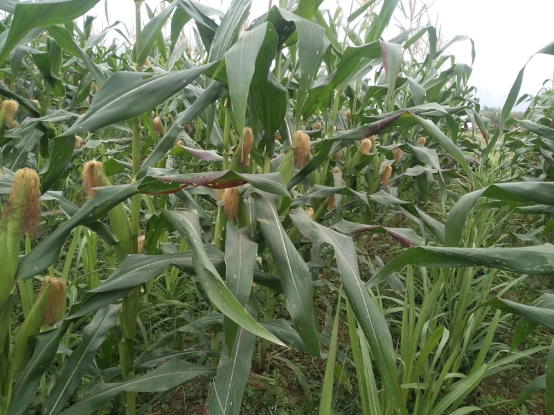 【精品推荐】糯玉米玉米大量上市货好价可优欢迎咨询