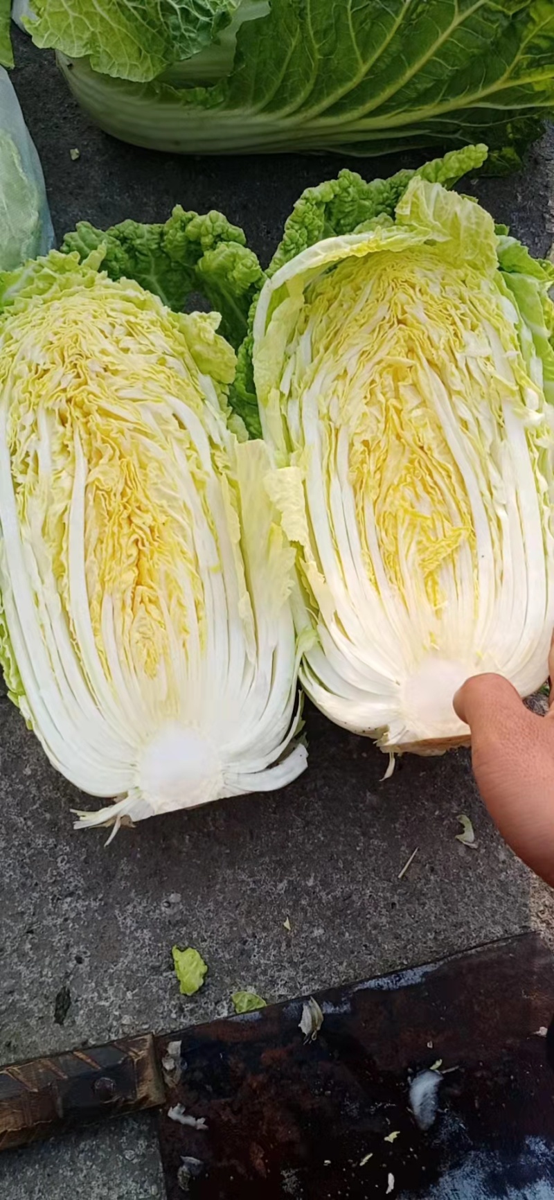 精品黄心白菜四川白菜大量供应欢迎选购品质保证
