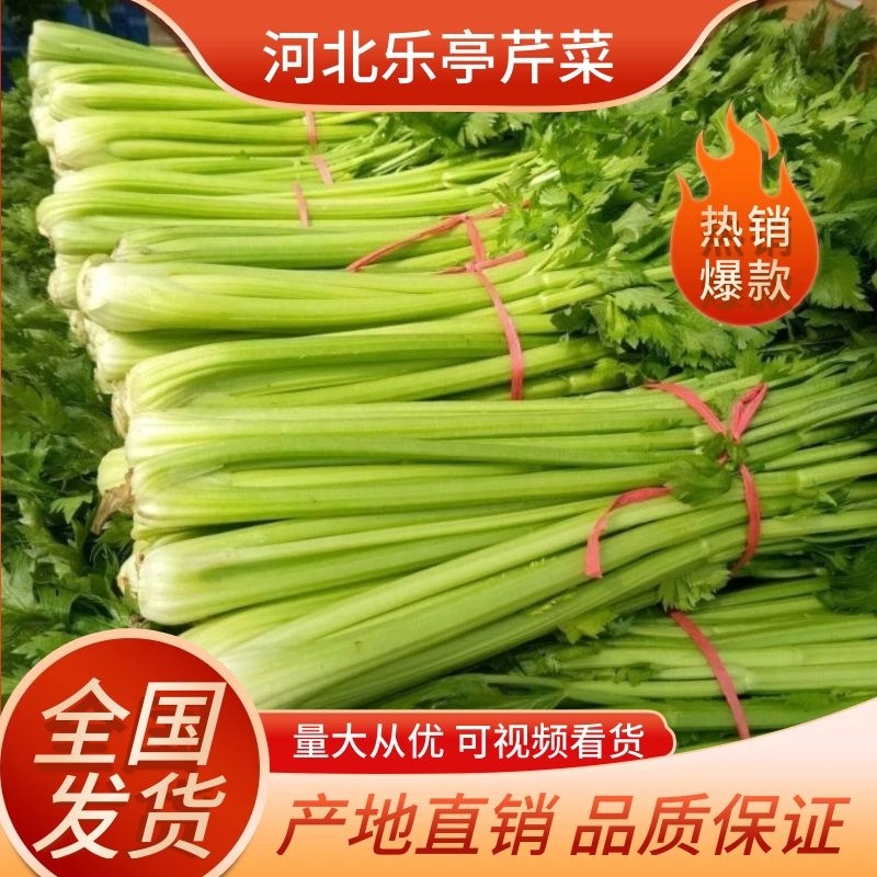 【推荐】芹菜河北唐山乐亭县精品芹菜鲜货现发供应全国