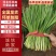 【韭菜】河北唐山乐亭县精品大叶韭菜产地直销【全国发货】