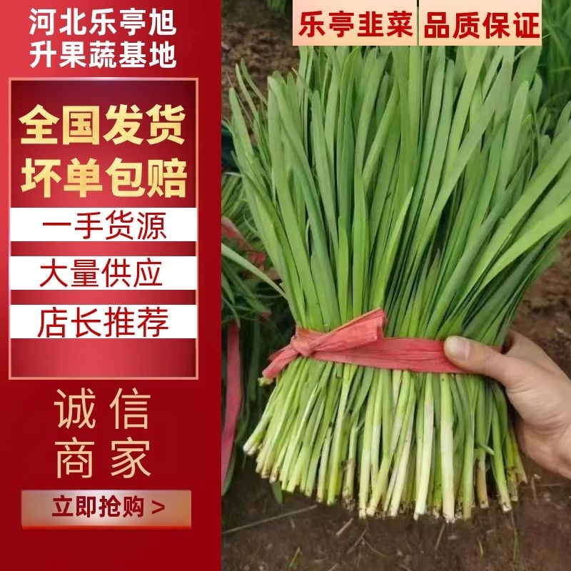 【韭菜】河北唐山乐亭县精品大叶韭菜产地直销【全国发货】