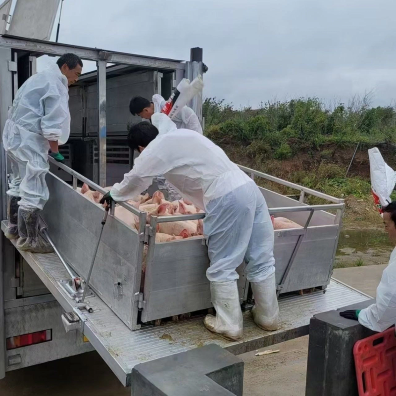 仔猪批发防疫齐全潍坊猪厂配送到家技术支持三元仔猪