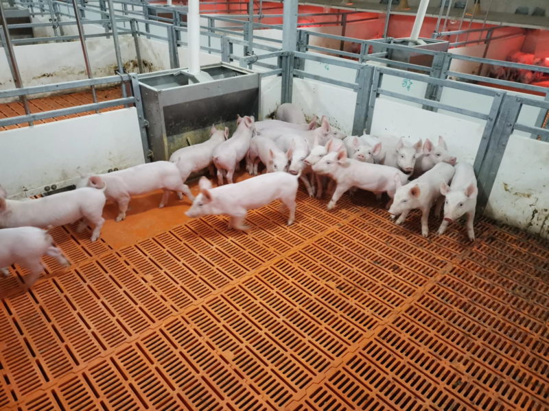 仔猪批发防疫齐全潍坊猪厂配送到家技术支持三元仔猪
