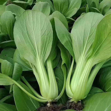 正品保障油菜一件代发全网低价
