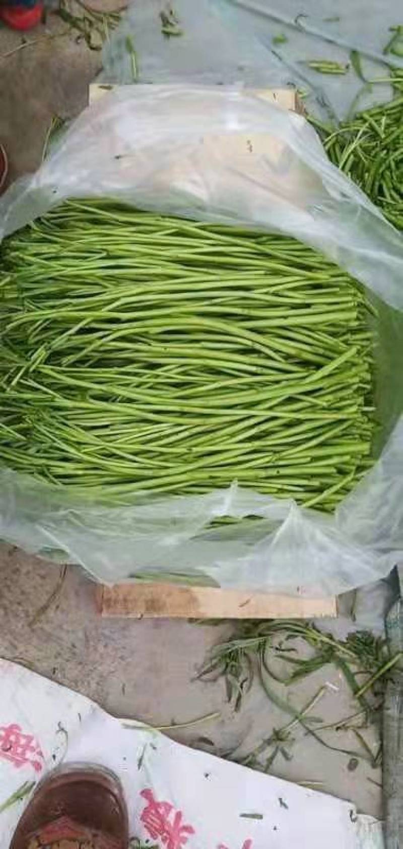 【优选】芦蒿，农家种植，青白蒿，地头直销，全嫩精品！