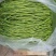【精品】江苏芦蒿，藜蒿，青白蒿，地头直销，全嫩精品！
