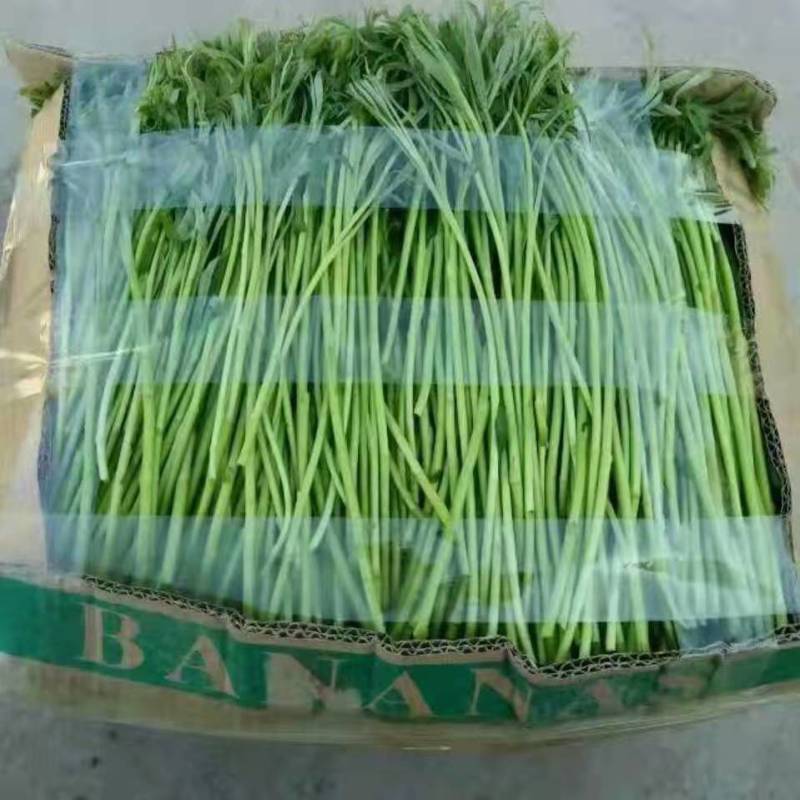 【优选】芦蒿，农家种植，青白蒿，地头直销，全嫩精品！