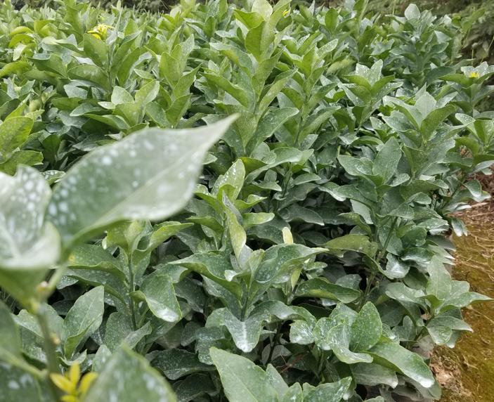 沙糖桔苗木特写