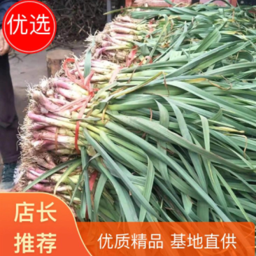 红根蒜苗，优质精品，大量种植，叶子绿绿的，根根红红