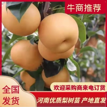 河南批发梨树苗新品种梨树梨苗酥脆一号，秋月，圆黄