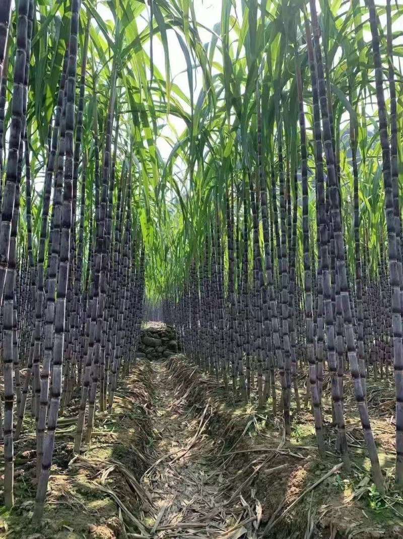 白糖红糖冰糖蔗糖，厂长推荐