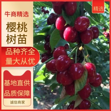 大樱桃果树嫁接苗基地直销车厘子红灯笼乌克兰玛瑙红现挖现卖