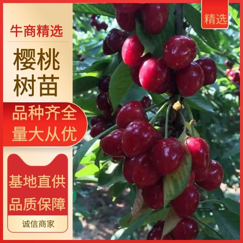 大樱桃果树嫁接苗基地直销车厘子红灯笼乌克兰玛瑙红现挖现卖