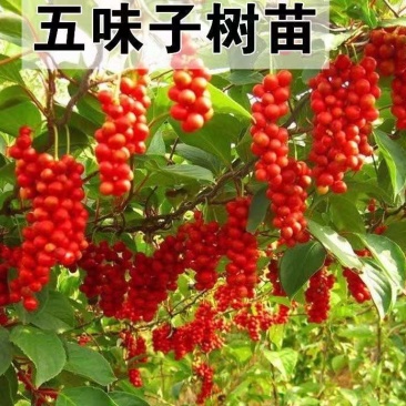 精品五味子苗，建园和占地均可，量大从优，产地直发。