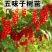 精品五味子苗，建园和占地均可，量大从优，产地直发。