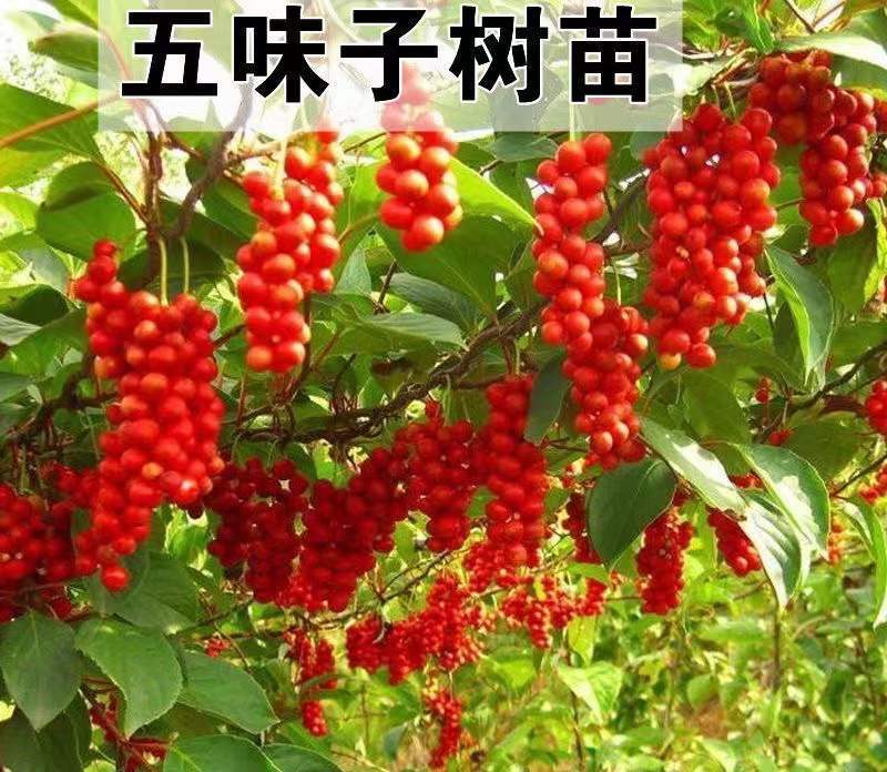 精品五味子苗，建园和占地均可，量大从优，产地直发。
