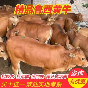 【肉牛】鲁西黄牛现货出售包成活包运输技术指买十送一
